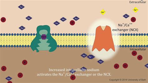 Digoxin - mechanism of action | Doovi