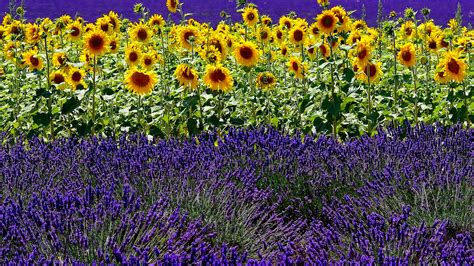 Sunflowers Field With Lavender HD Flowers Wallpapers | HD Wallpapers | ID #38555