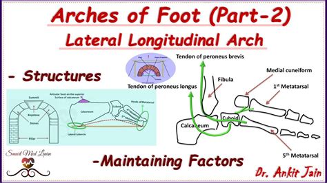 Arches Of Foot (Part-1)/Medial Longitudinal Arch/Anatomy -Structures Maintenance Factors ...