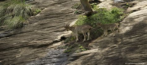 Valparai - TOFTigers