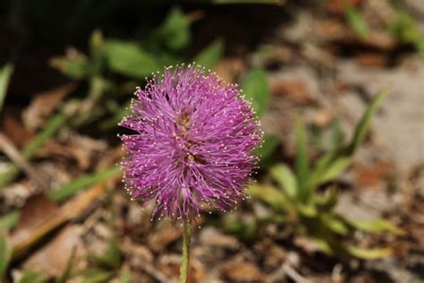 Tickle Me Plant: Care Guide For Mauve Flower Puffs