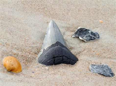 The 9 Best Beaches to Find Shark Teeth in Florida