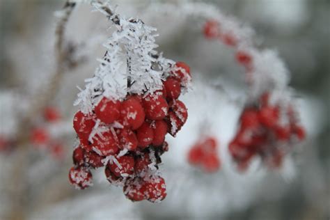 winter berries – Whole Village