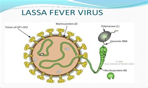 4 Dead As Lassa Fever Hits Plateau - InformationNG