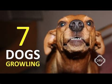 DOGS GROWLING Sound Effect | 7 Sounds to Annoy Dogs HD - YouTube