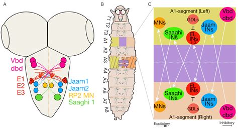 Drosophila Larvae Anatomy