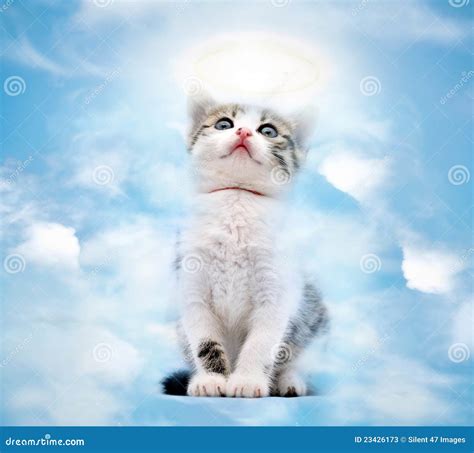 Cat in heaven stock image. Image of kitty, composition - 23426173