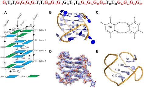 Crystal structure of the four-tetrad [3 + 1] hybrid TET25 GQ. The DNA... | Download Scientific ...