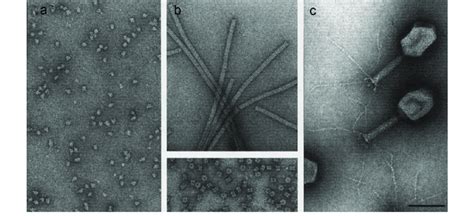 From molecules to replicating molecular machines-examples of negatively... | Download Scientific ...