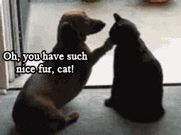 cat and dog funny cats gif | WiffleGif