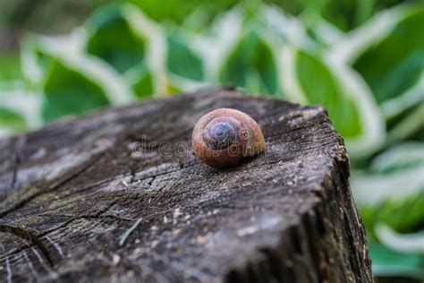 Snail on a tree stump stock photo. Image of slow, moving - 71655094