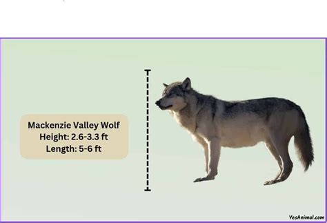 Mackenzie Valley Wolf Size: How Big Are They? Comparison