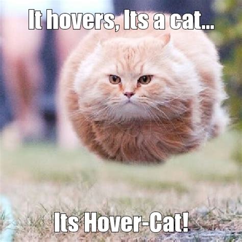 hover cat - Meme by kaibrusa17 :) Memedroid