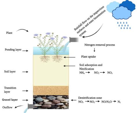 The nitrogen removal process in the bioretention system. | Download Scientific Diagram