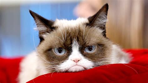 Grumpy Cat Dead: Internet Phenomenon Dies at 7 After UTI