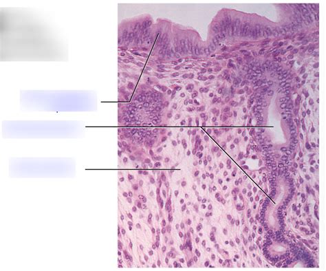 uterus layers histo Diagram | Quizlet