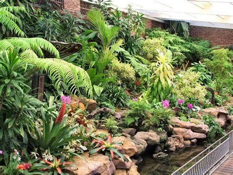 The Orchid House at Durban's Botanic Gardens | Ý tưởng, Koi, Vườn đẹp