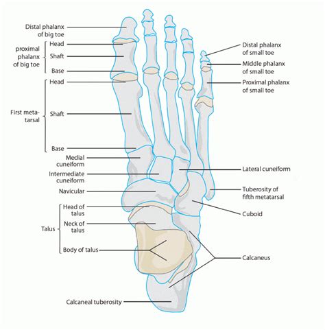 Phelanges Anatomy – Docpods