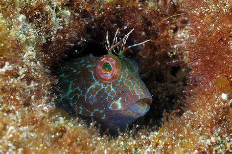 Blenny fish portraits | Flickr Blog