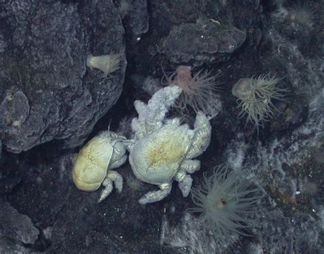 First species of Yeti Crab found in Antarctica named after renowned British deep-sea biologist ...