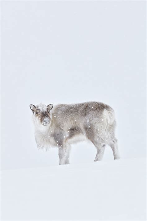 Svalbard's call of the Arctic - Lonely Planet