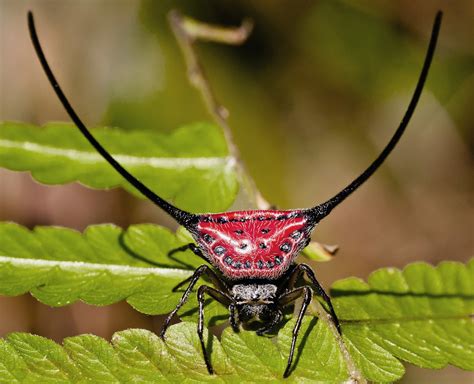 The Magnificent Long-Horned Orb Weaver Spider With Long, Curved Spines On Their Abdomens ...