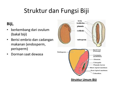 Struktur Biji Benih Dan Fungsinya / Definisi Bagian Bagian Dan Struktur Anatomi Biji Pusat Bio ...