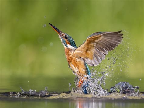 Fonds d'ecran 2048x1536 Martin-pêcheur d'Europe Oiseau Eau Eclaboussures Animaux télécharger photo