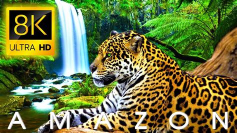 Amazon Forest, Amazon Rainforest, 8k Ultra Hd, Relaxing Music, Nature Scenes, Beautiful Birds ...