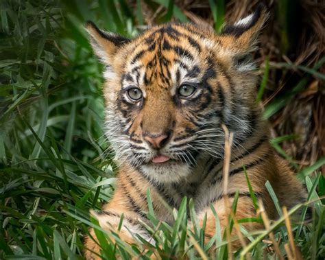 Cub Tiger, Cute, Predator, Grass - Siberian Tiger - 1280x1024 Wallpaper ...