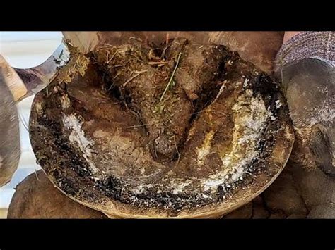 Re-Shoeing Massive Draft Hoof - Trimming Draft Horse - Hoof Restoration - So Satisfying - YouTube