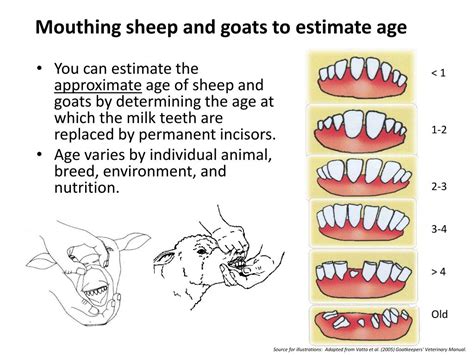 PPT - Teeth, tags, and a TSE PowerPoint Presentation, free download ...