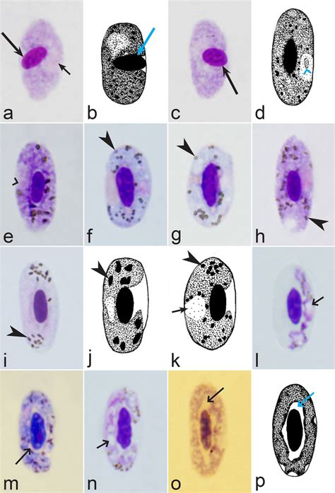 Morphological features of gametocytes, which are used for... | Download ...