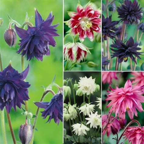 Buy Aquilegia Collection Online | Plants, Cottage garden, Garden