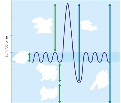 Lung volume Diagram | Quizlet