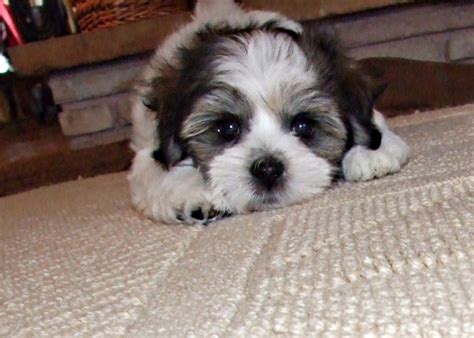 Havachon (Havanese-Bichon Frise Mix) Info, Temperament, Pictures