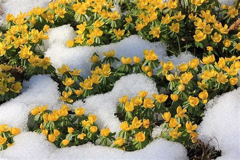 January Flowers: 10 Plants That Bloom in January