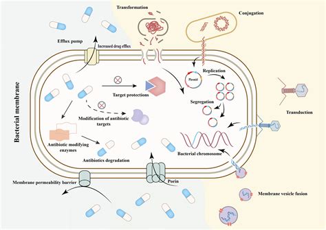 Frontiers | Antimicrobial resistance and mechanisms of epigenetic regulation