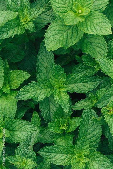 Spearmint plants Stock Photo | Adobe Stock