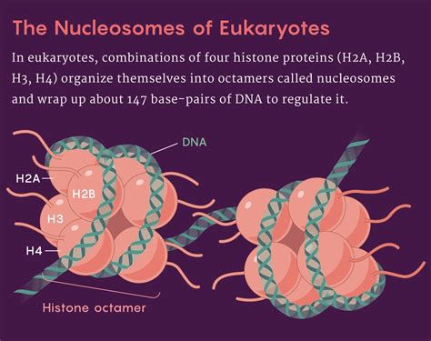 The Secret Role Histones Played in Complex Cell Evolution - General ...