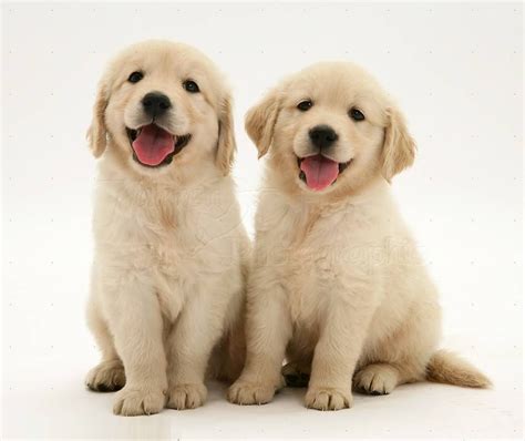 Pin on Puppies | Cute puppies, Cute dogs, Retriever puppy