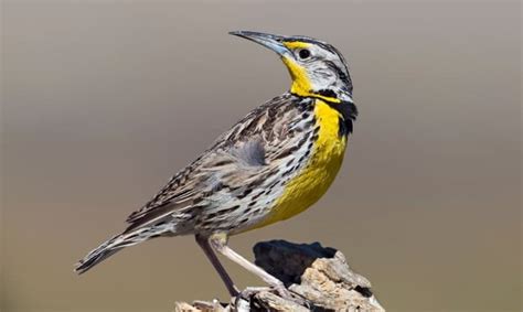 What Is the State Bird of Kansas - The Western Meadowlark