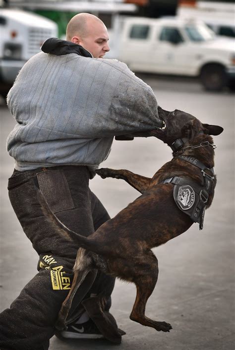 Tri-city K9 training fosters learning among law enforcement agencies ...