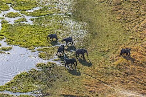 The Elephants of Botswana – Discover Africa