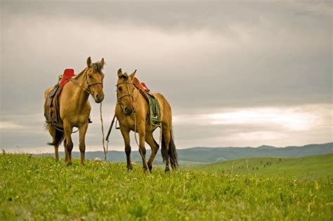 Eagle Festival - Review of Selena Travel Mongolia, Ulaanbaatar, Mongolia - Tripadvisor