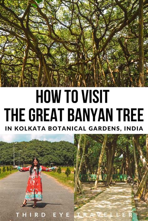 The Great Banyan Tree & 8 Important Tips For Visiting Kolkata Botanical ...