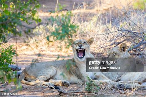 78 Lion Showing Teeth Stock Photos, High-Res Pictures, and Images - Getty Images