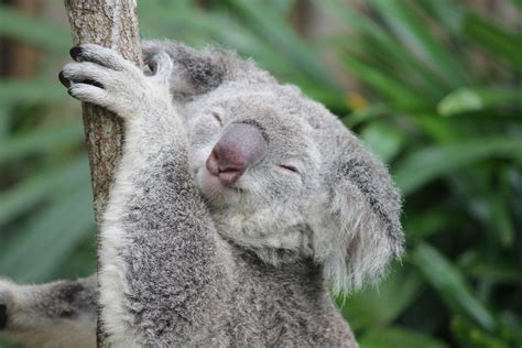 Happy! | Cuddly animals, Koala marsupial, Cute animals