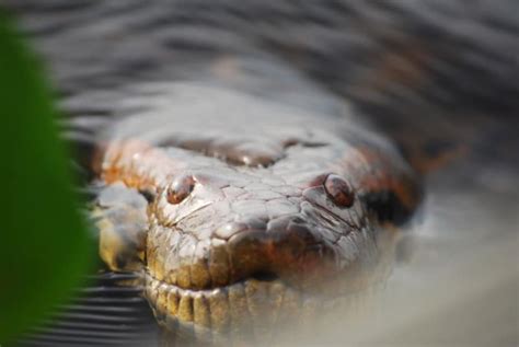 Green Anaconda l Memorable Huge Snake - Our Breathing Planet