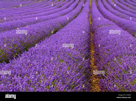 Lavender flower field Stock Photo - Alamy